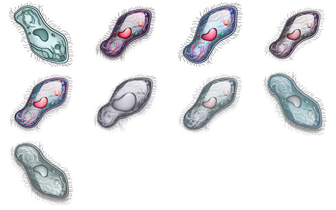 SingleCell icons